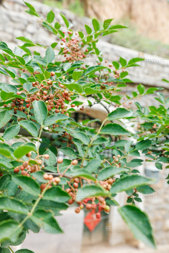 树枝上结的花椒