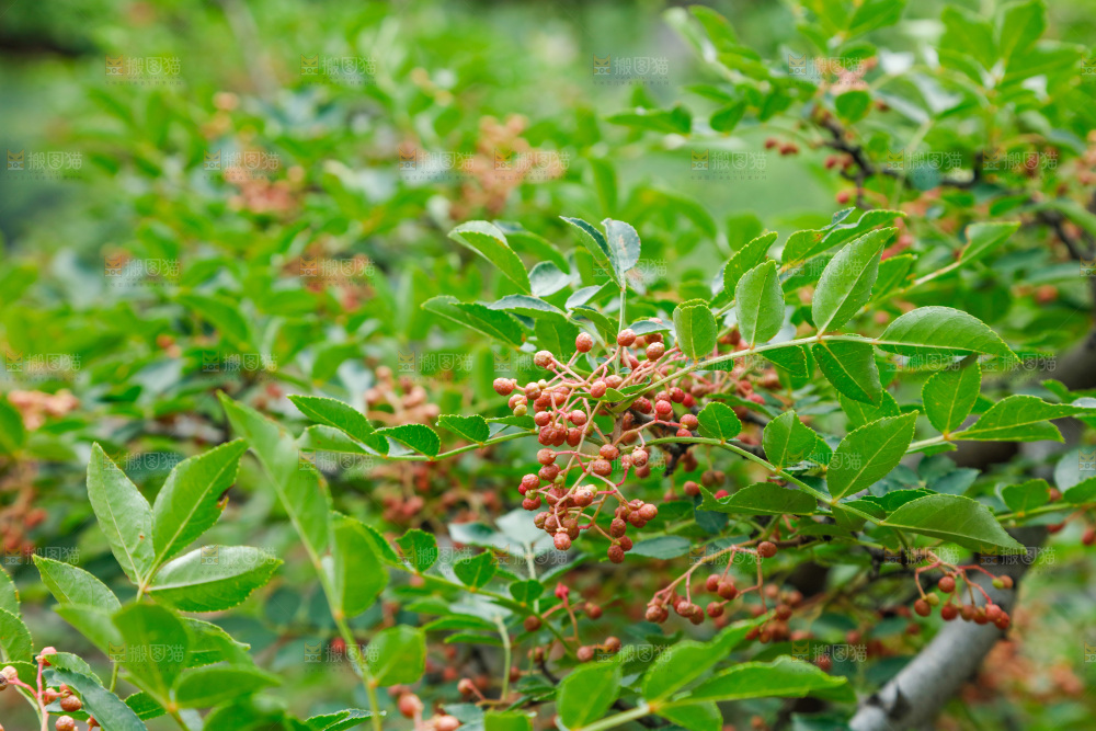 树枝上结的花椒