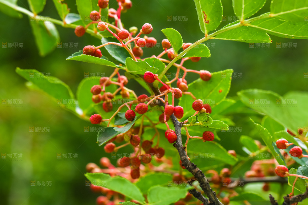 树枝上的红花椒