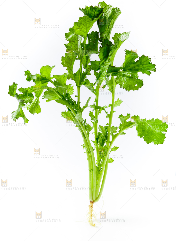 白底上的腊菜