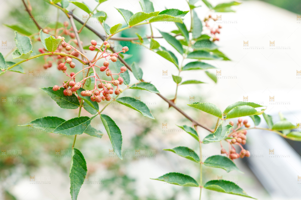 树枝上结的花椒