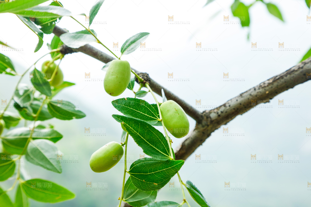 树枝上结的枣子