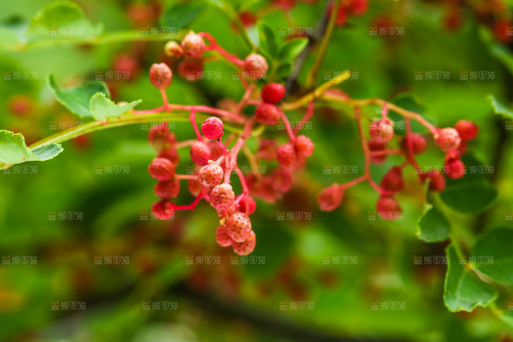 树枝上的花椒