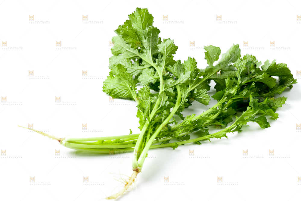 白底上的腊菜