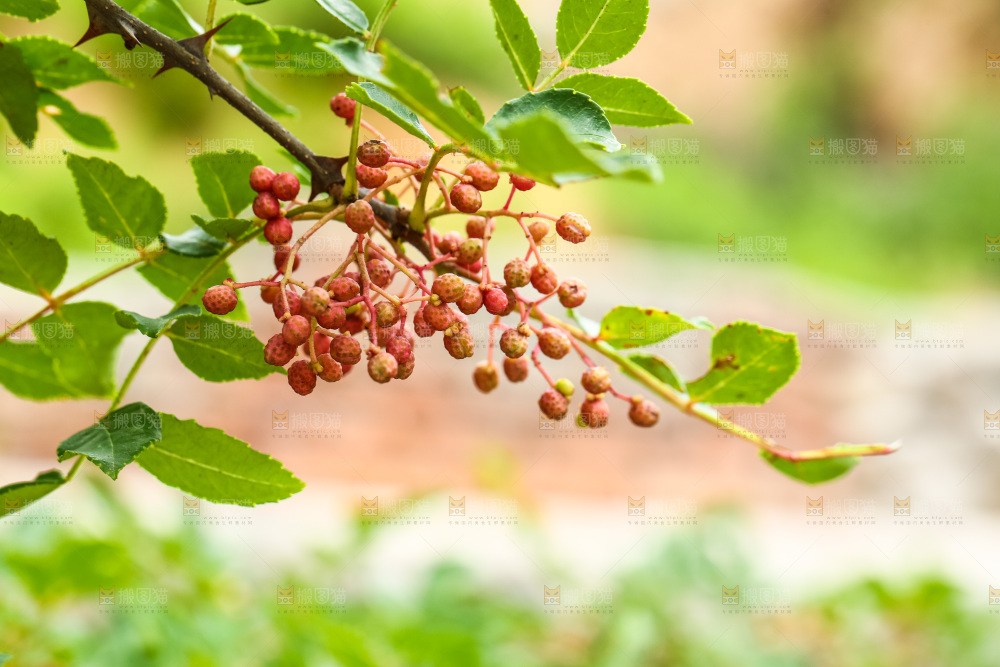 树枝上结的红花椒