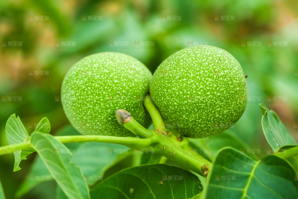 树枝上结的核桃