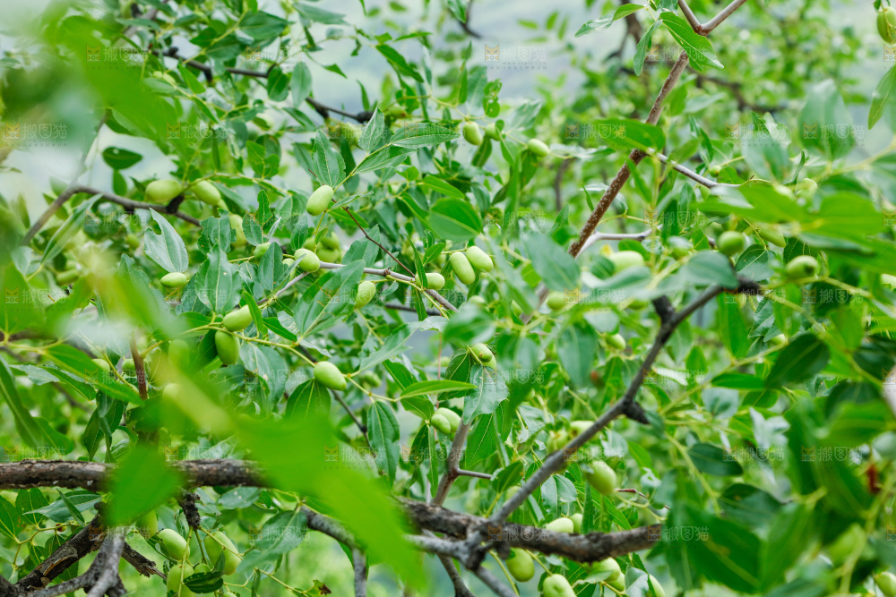 树枝上结的大枣