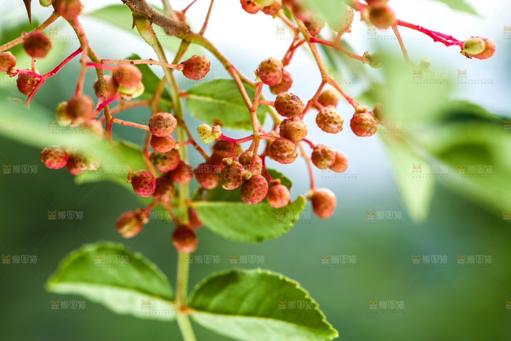 树枝上的花椒