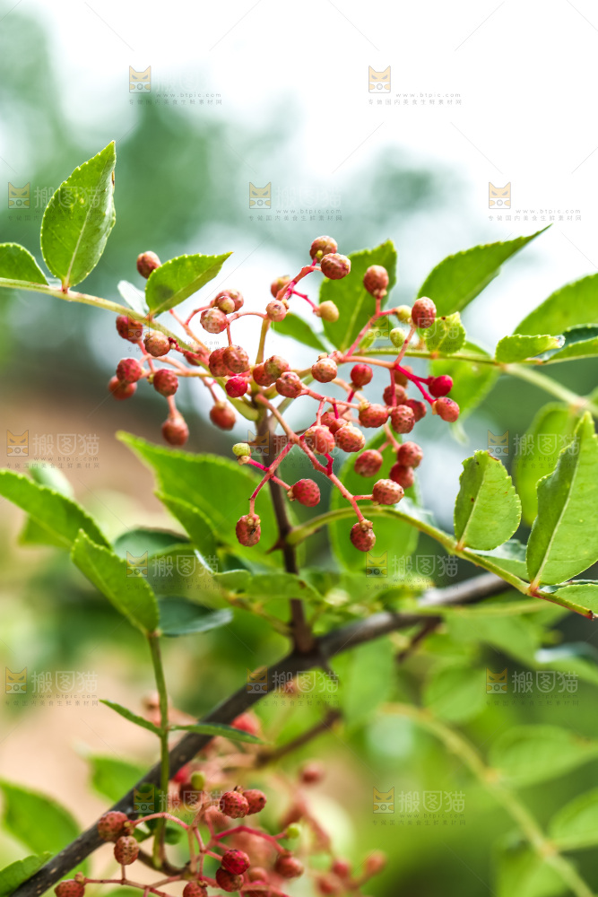 树枝上的花椒