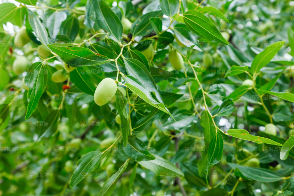 树枝上结的大枣