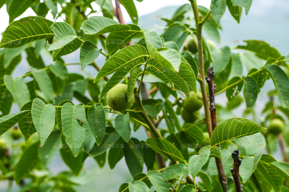 树枝上的新鲜核桃