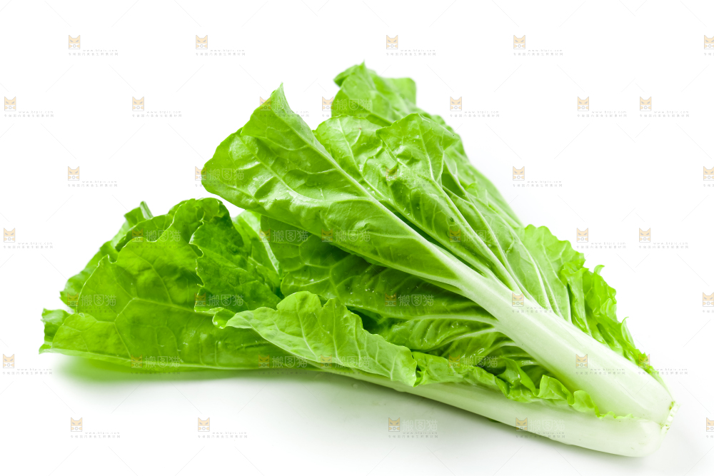 白底上的毛白菜