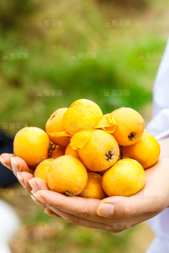 手里捧着枇杷