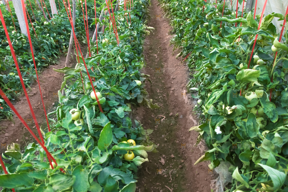 菜园里的西红柿