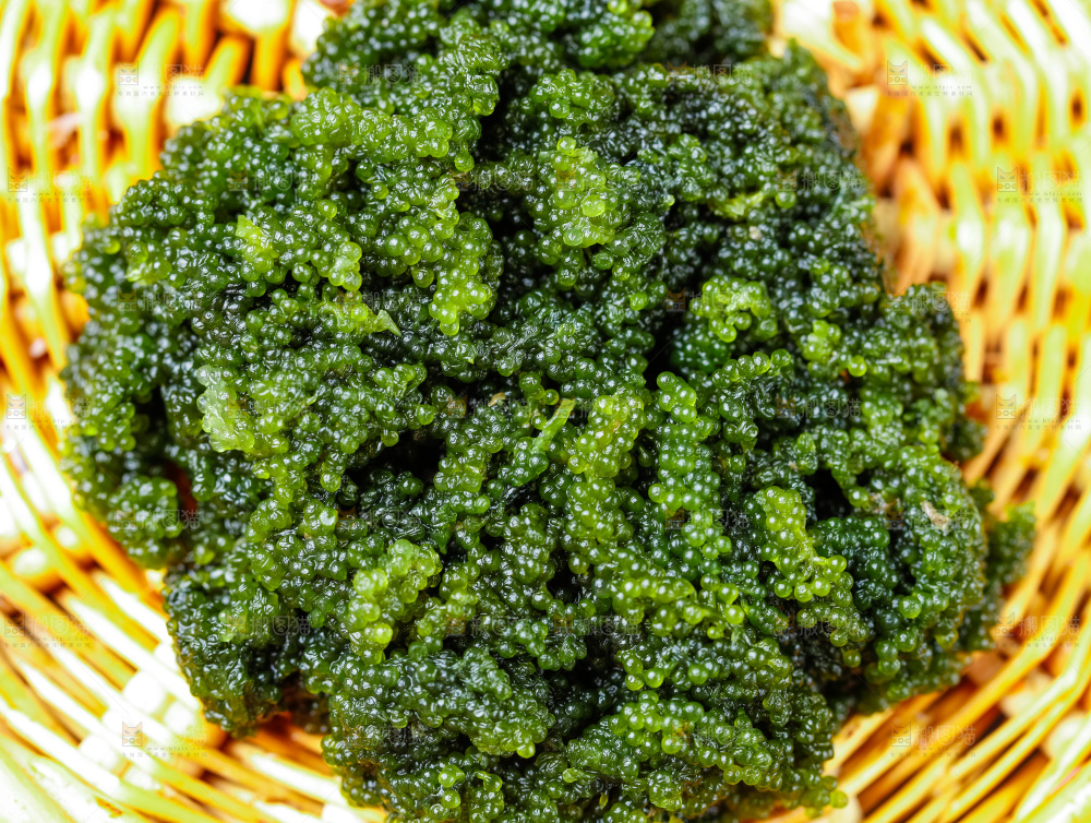 浅底上放着一筐长寿菜
