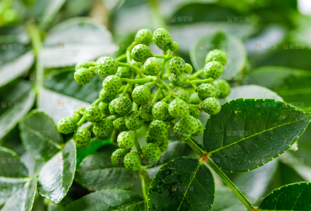 枝叶上的青花椒