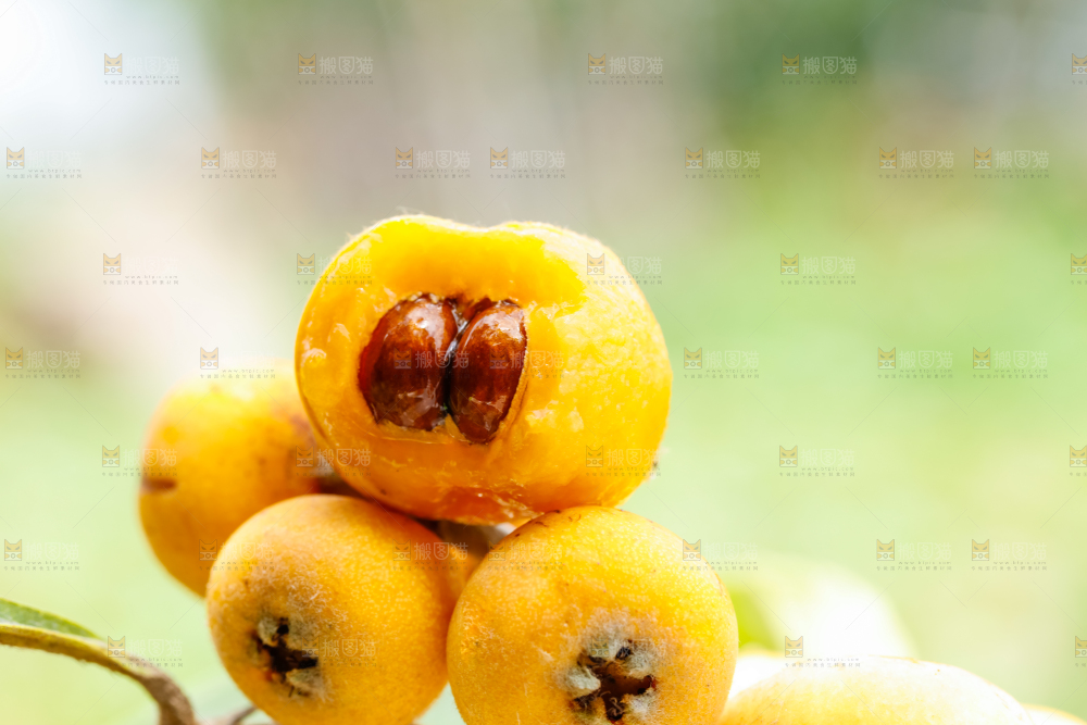 树枝上的枇杷果