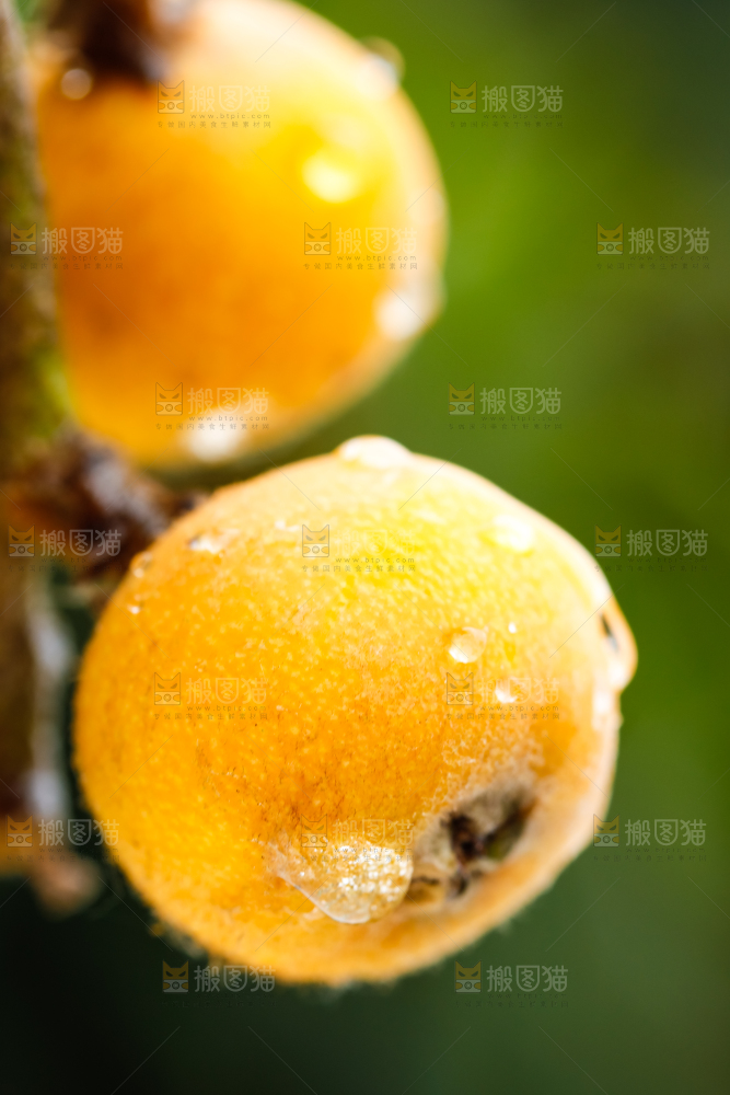 树枝上的枇杷