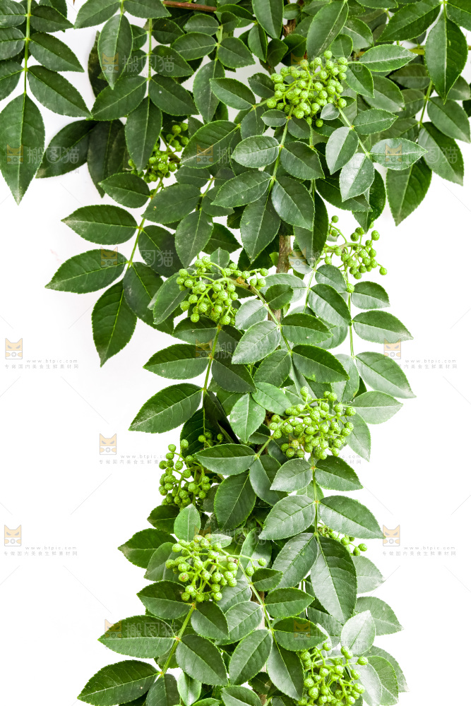 枝叶上的青花椒