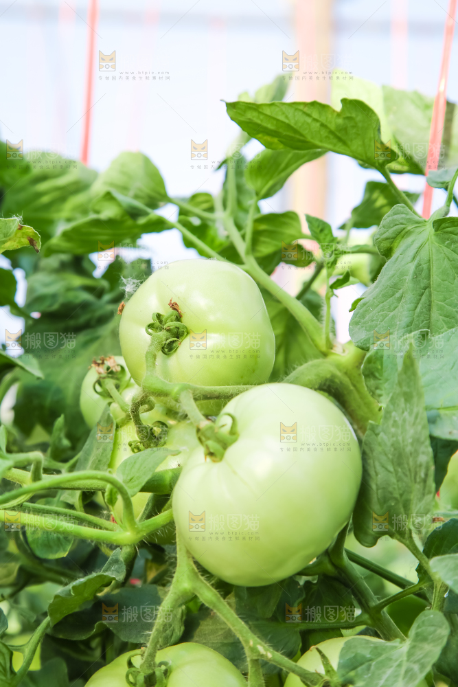 菜园里的西红柿