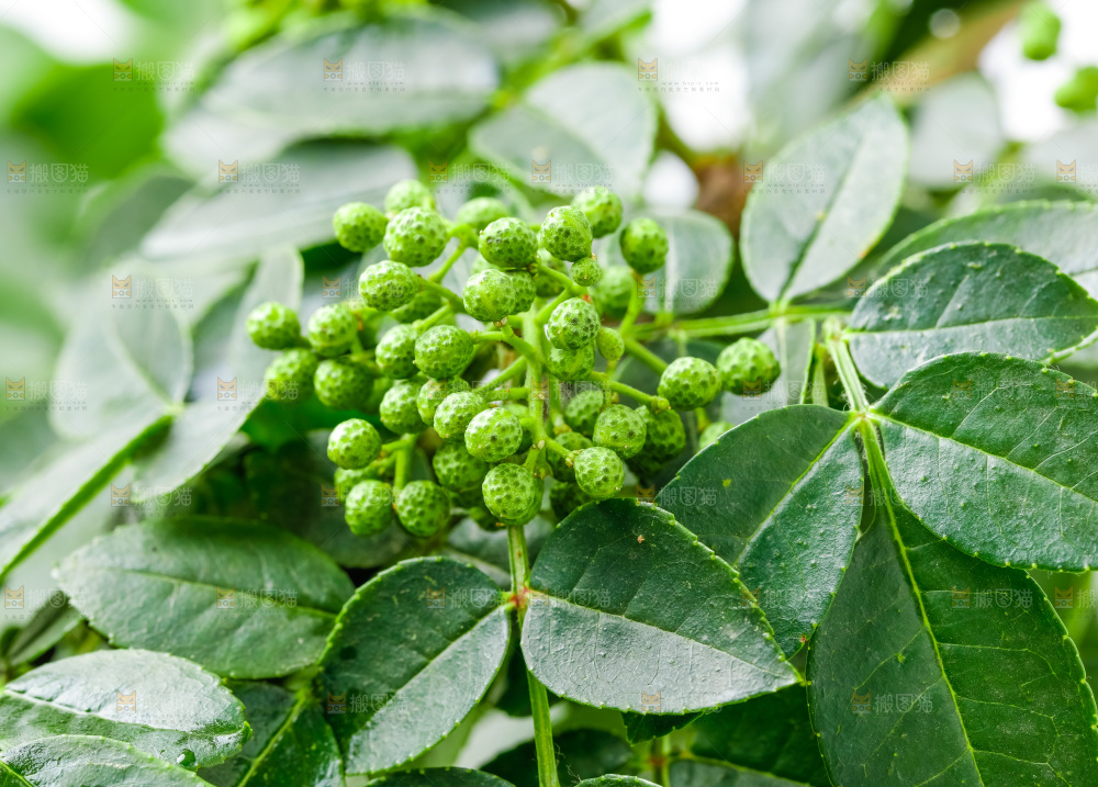 枝叶上的青花椒
