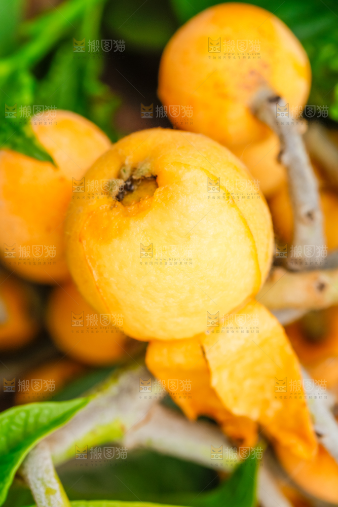 树枝上结的枇杷