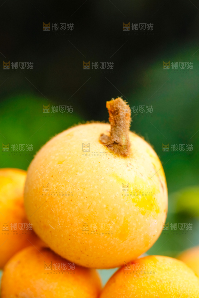 户外的枇杷果