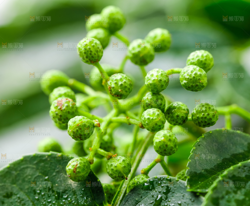 枝叶上的青花椒