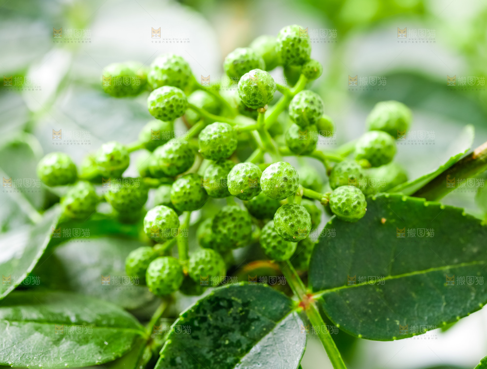 枝叶上的青花椒