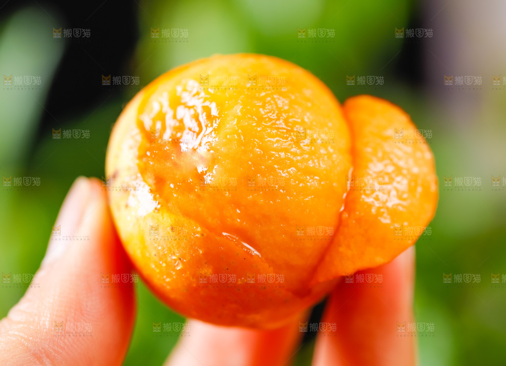 手里拿着枇杷