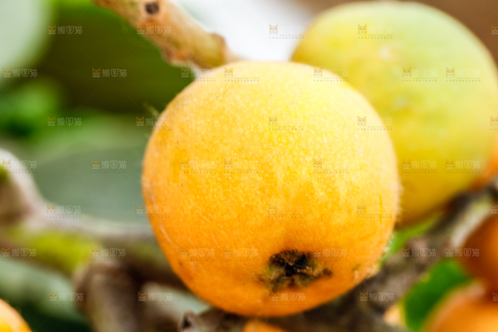 树枝上的枇杷