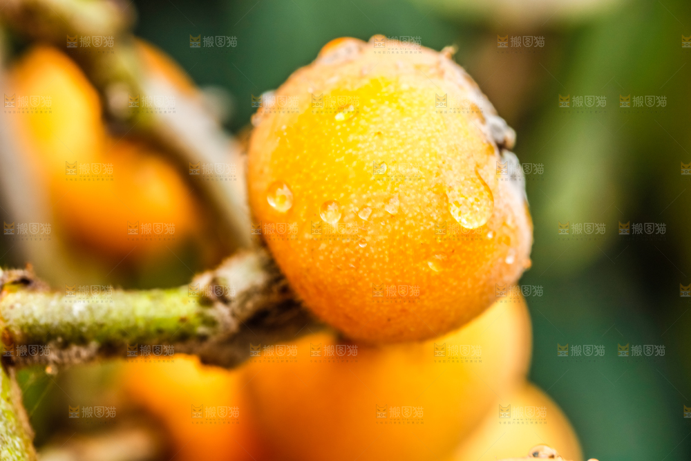 树枝上结的枇杷果