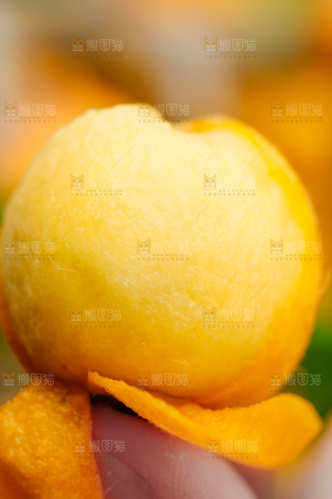 树枝上挂着枇杷