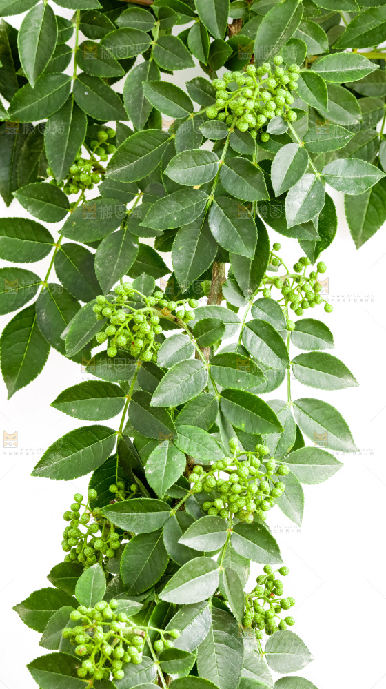 枝叶上的青花椒