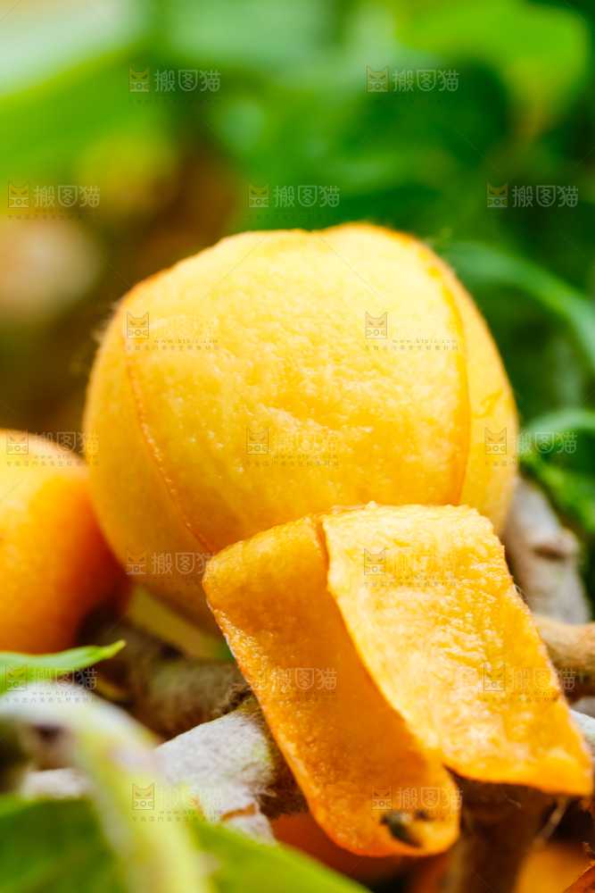 树枝上结的枇杷