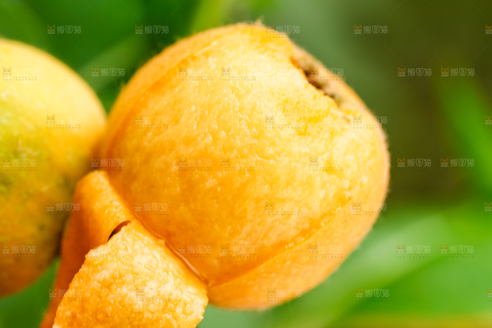 剥皮的枇杷果