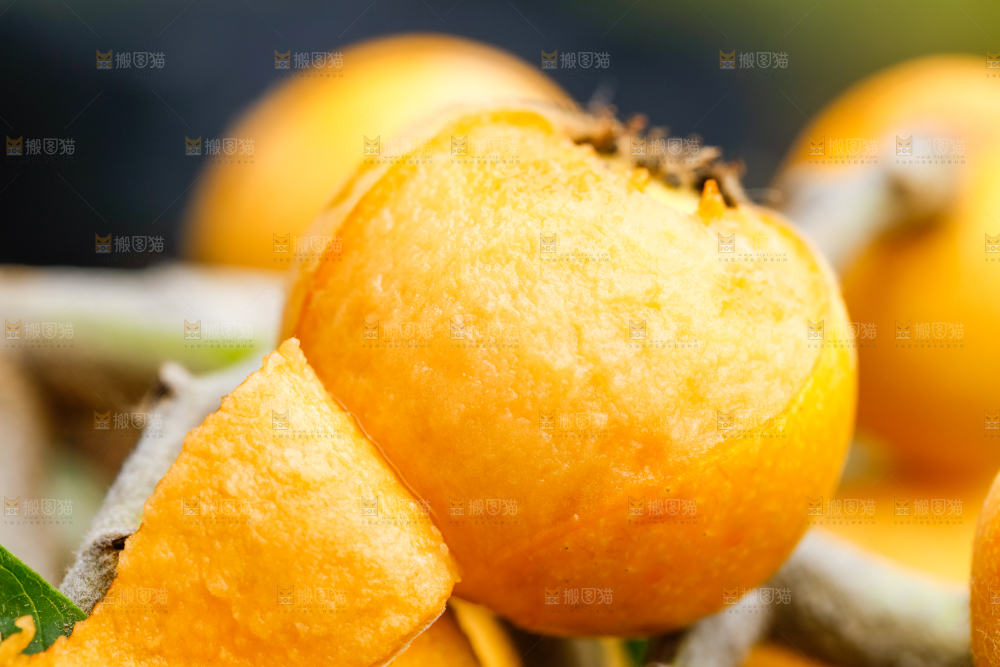 树枝上挂着枇杷
