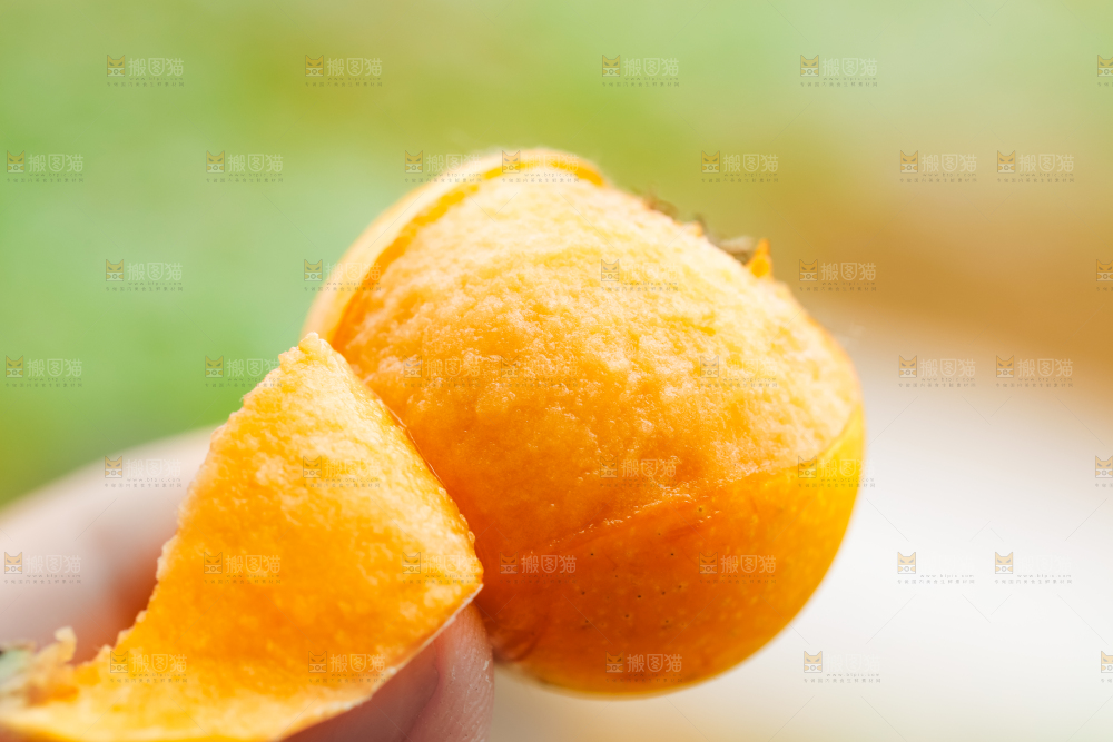 树枝上挂着枇杷