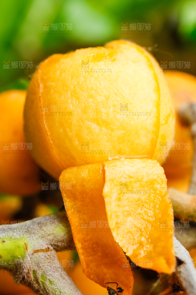 树枝上结的枇杷