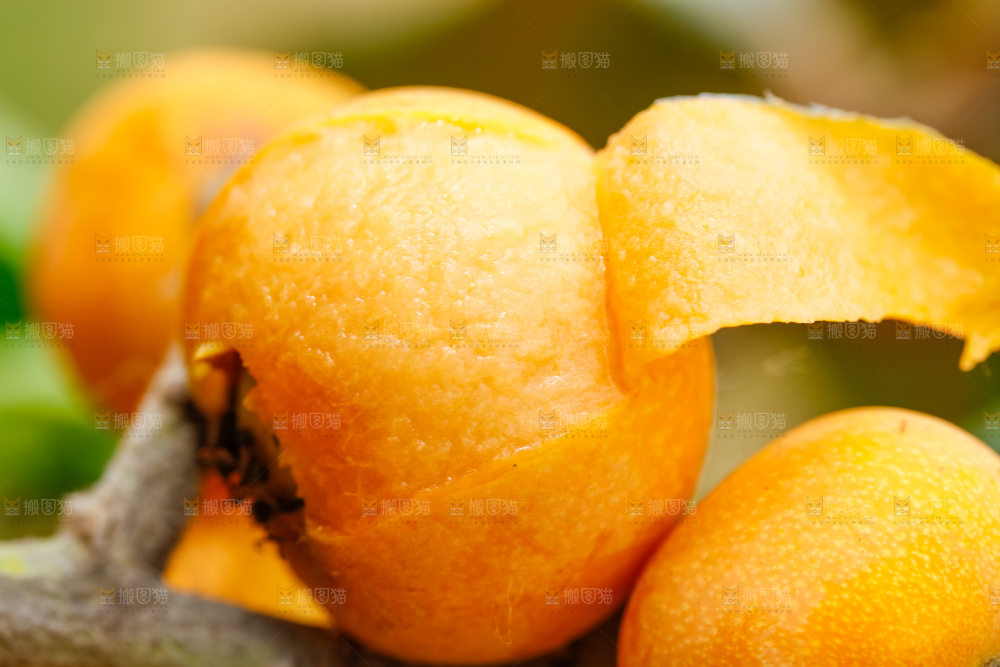 户外的枇杷果