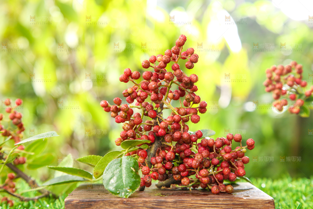 户外的红花椒