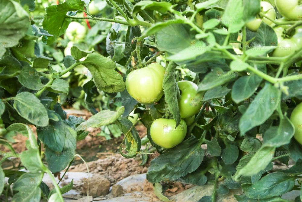 菜园里的西红柿