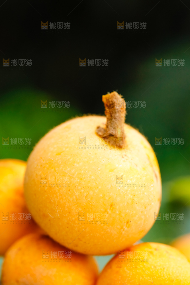 户外的枇杷果