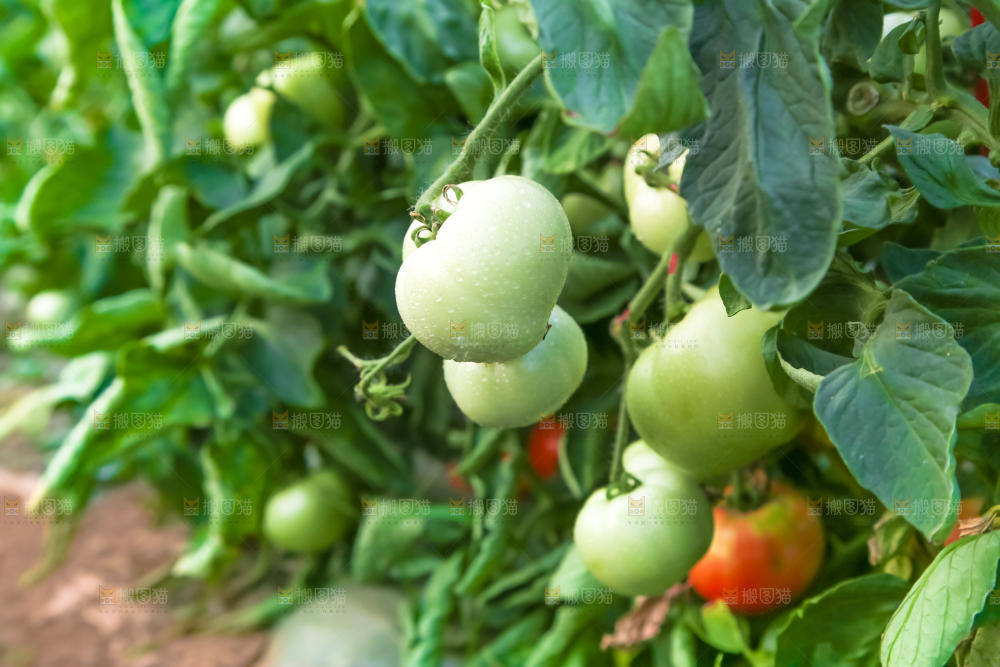 菜园里的西红柿