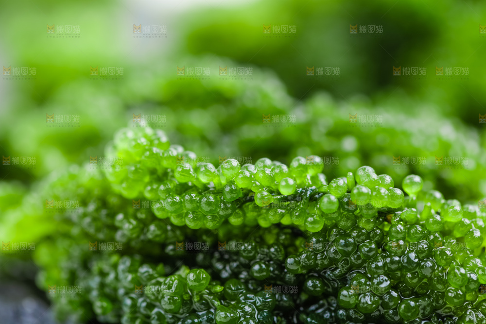 黑石板上的绿色鱼子酱