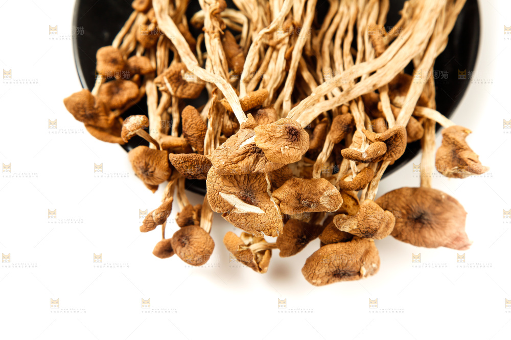 白底上的茶树菇