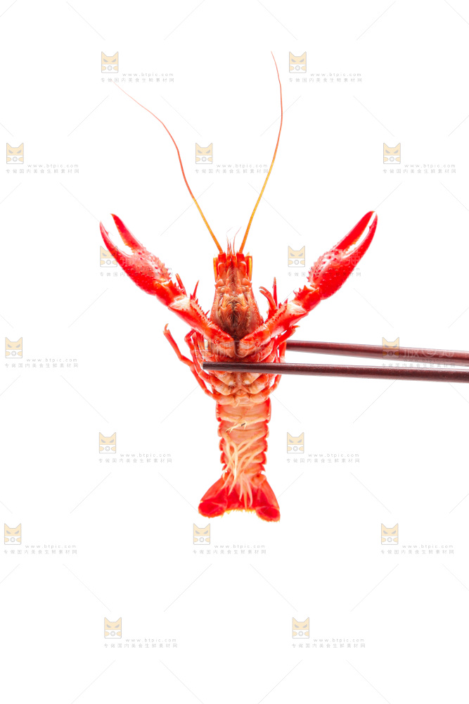 白底上放着清蒸小龙虾