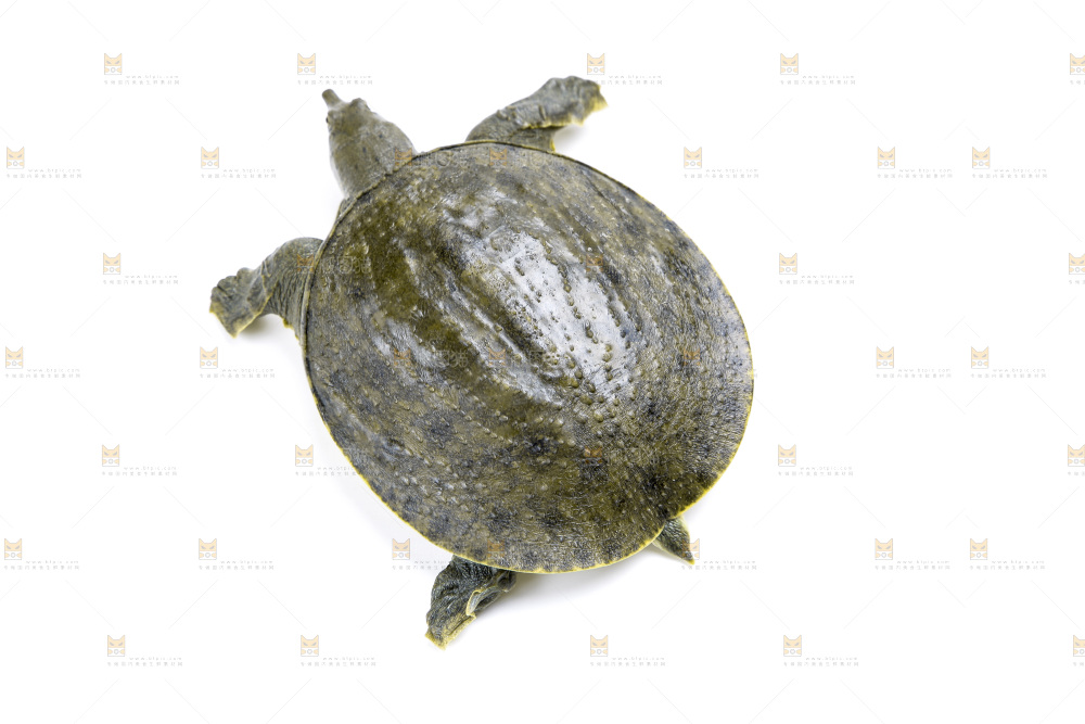 白底上放着甲鱼