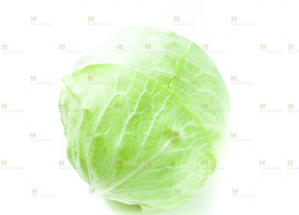 白底上的包菜