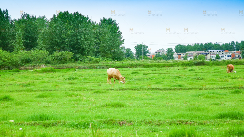 一片绿油油的草地